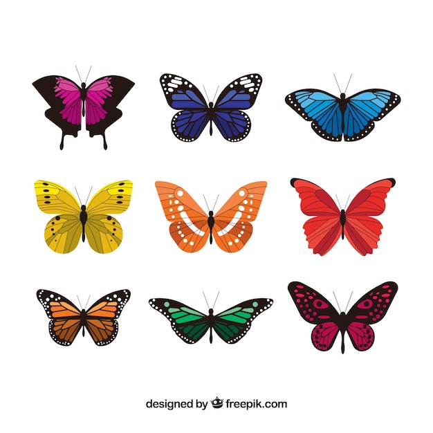 Collection of elegant colored
butterflies