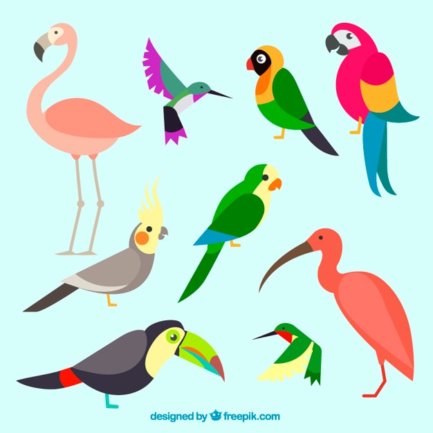 Collection of exotic and colorful bird