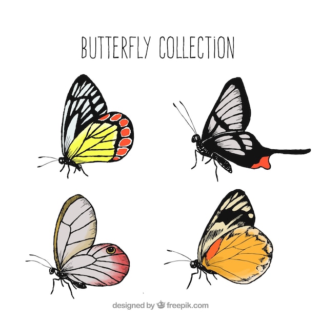 Download Collection of four pretty butterflies Vector | Free Download
