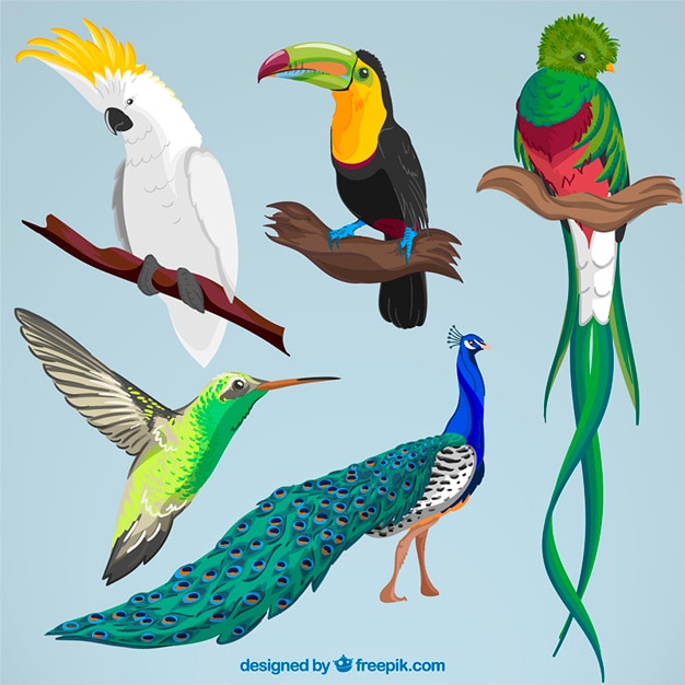 Collection of hand drawn exotic bird