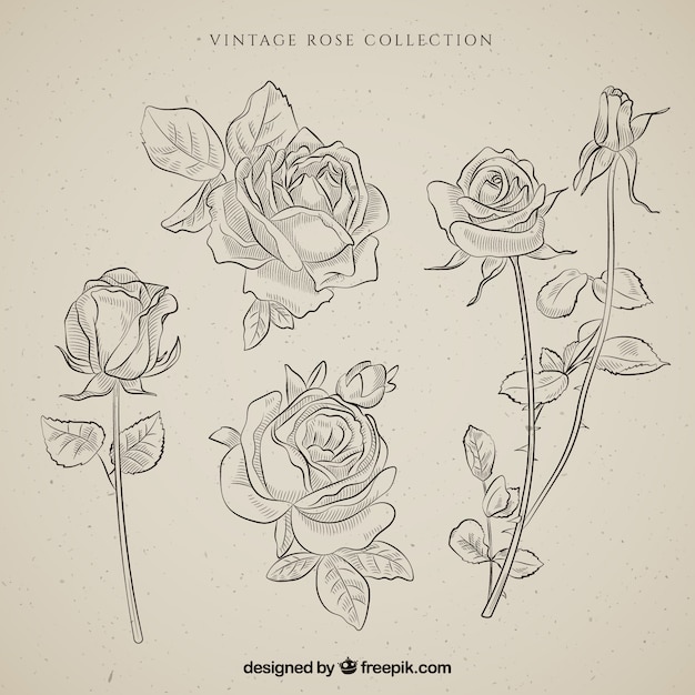 Collection of hand-drawn vintage roses