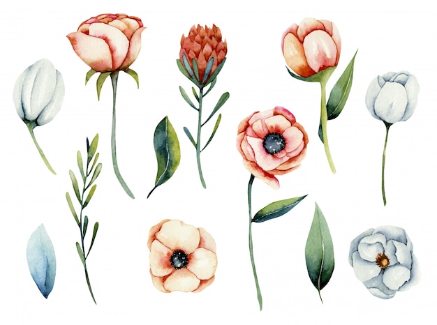 孤立した水彩画の白とサンゴのアネモネとプロテアの花のコレクション 手描きのイラスト プレミアムベクター