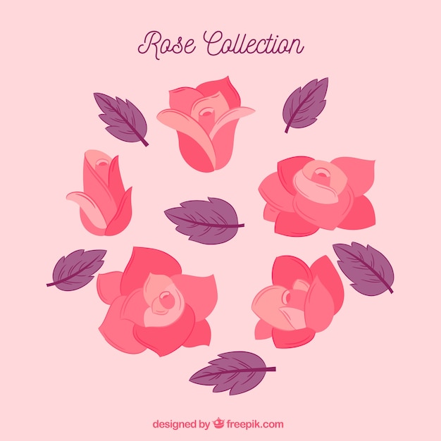 Collection of pink roses and purple\
leaves