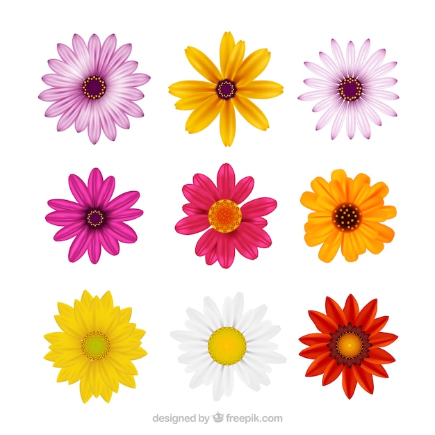 Collection of realistic daisies