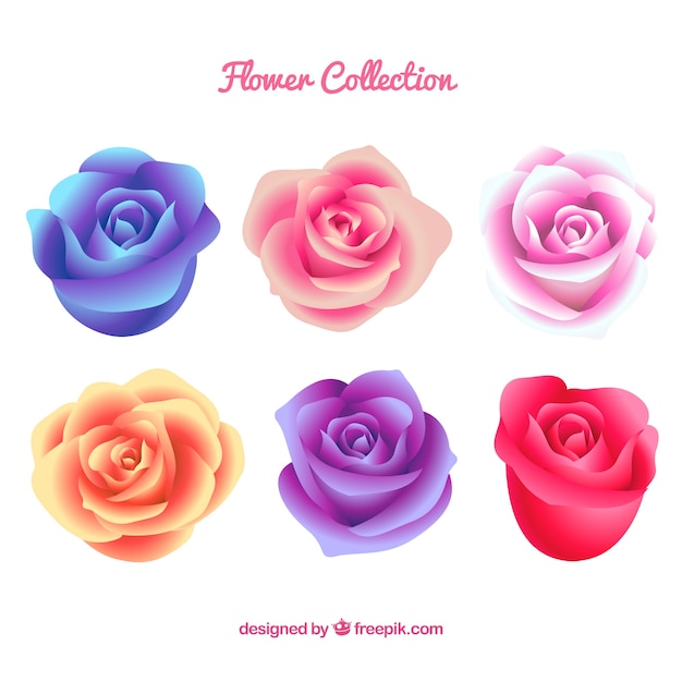 Collection of six roses with different
colors