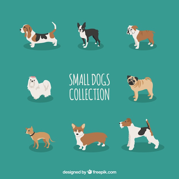 Collection of small dog