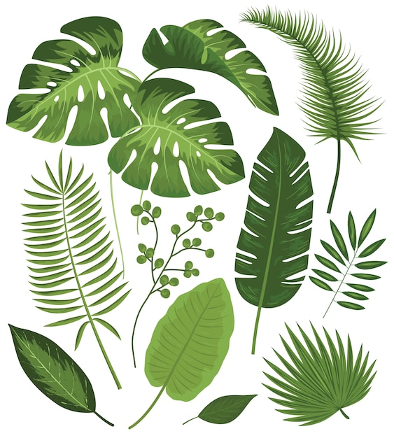 Download Collection of tropical leaves Vector | Free Download