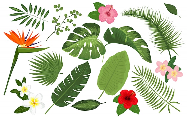 熱帯植物とエキゾチックな花のコレクション プレミアムベクター