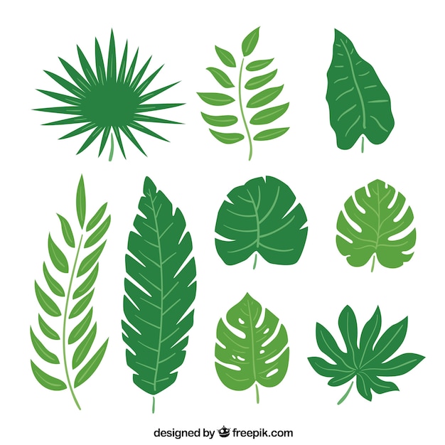 Collection of palm leaves | Free Vector