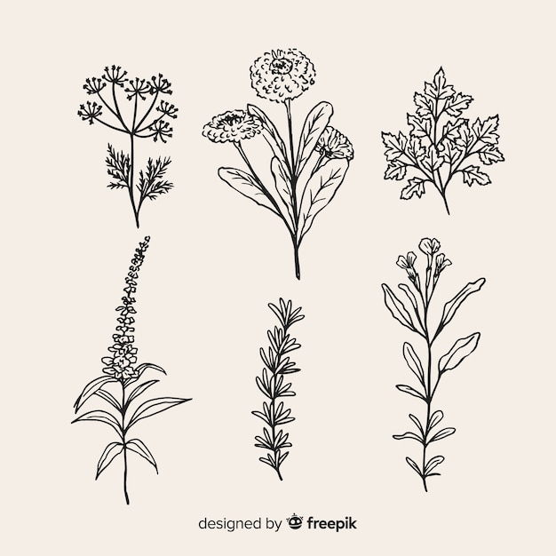 Free Vector Collection Of Realistic Hand Drawn Botanical Flowers