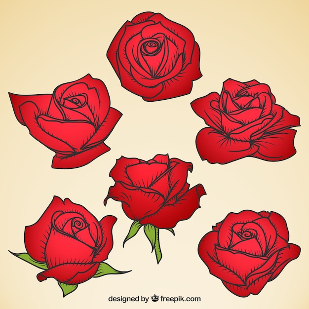 Collezione Di Rose Rosse Con Disegni Diversi Vettore Gratis
