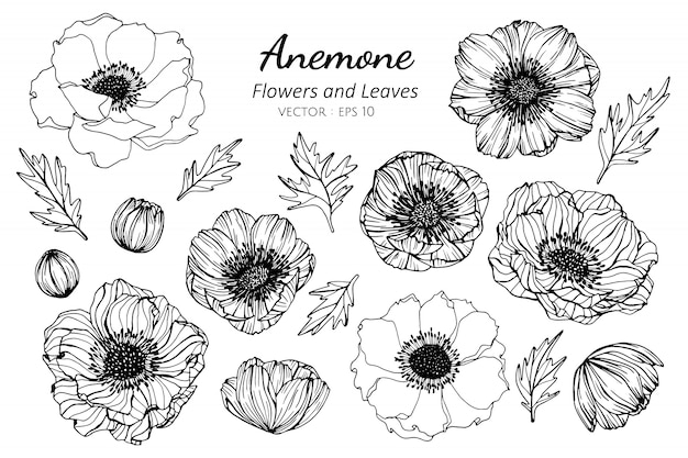 Collection set of anemone flower and leaves drawing illustration