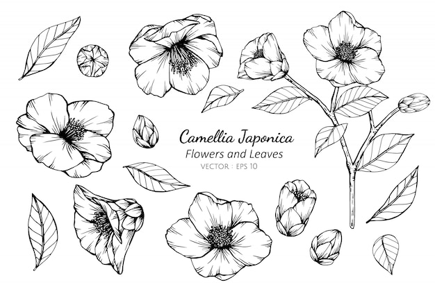 Premium Vector | Collection set of camellia japonica flower and leaves