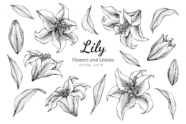 Collection set of lily flower | Premium Vector