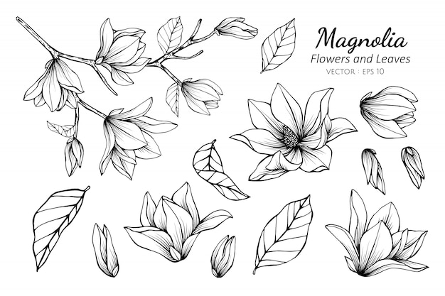 Free Free 293 Magnolia Flower Svg File Free SVG PNG EPS DXF File