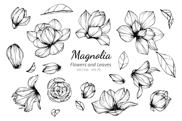 Free Free Magnolia Flower Svg Free 403 SVG PNG EPS DXF File