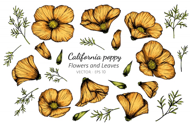 カリフォルニアのケシの花と葉の描画図のコレクションセット プレミアムベクター