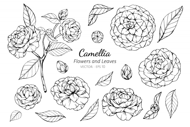 椿の花と葉のイラストのコレクションセット プレミアムベクター