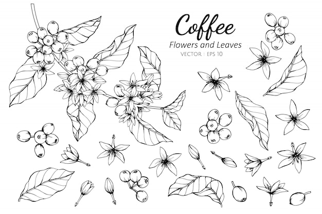 コーヒーの花と葉のイラストのコレクションセット プレミアムベクター
