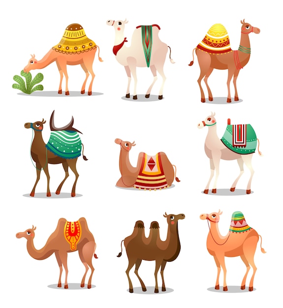 かわいい漫画のラクダのコレクションセット 民族の装飾で飾られた手綱と鞍を持つ砂漠の動物 プレミアムベクター