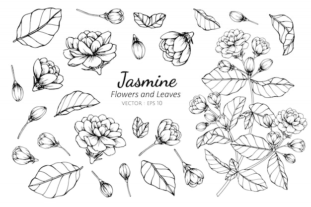 プレミアムベクター ジャスミンの花のコレクションセット
