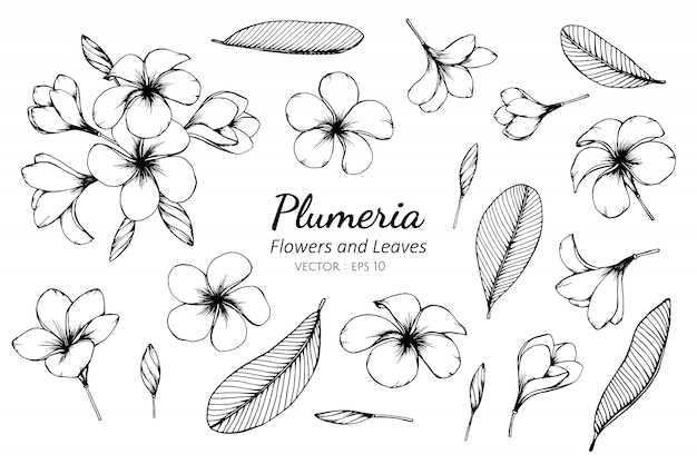プルメリアの花と葉のイラストのコレクションセット プレミアムベクター