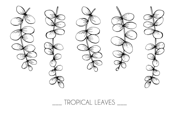 Collection set of tropical leaves drawing illustration. | Premium Vector