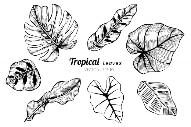 Premium Vector Collection Set Of Tropical Leaves Drawing Illustration