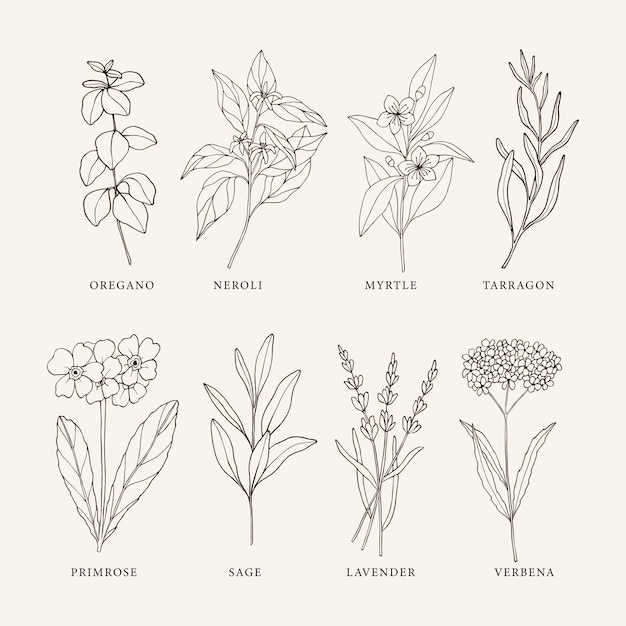 Premium Vector Collection Of Sketch Essential Oil Plants