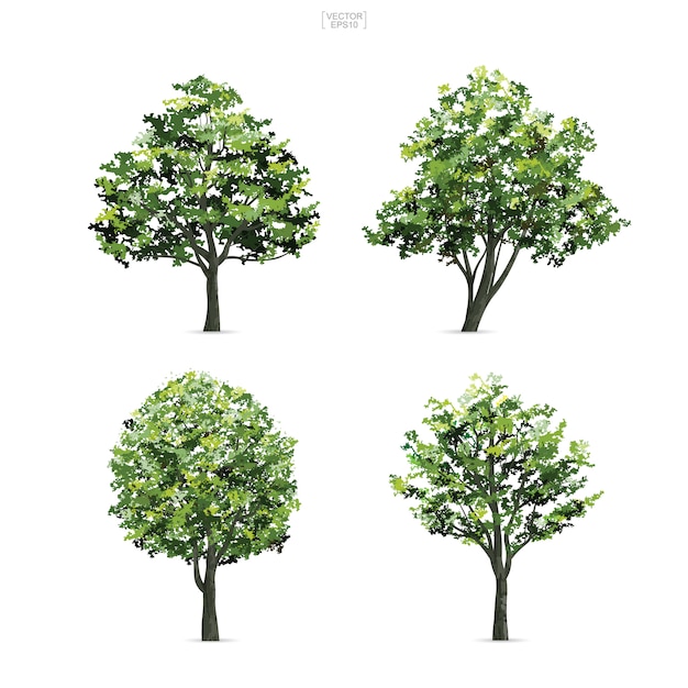 Premium Vector | Collection of tree isolated on white background.