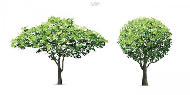 Premium Vector | Collection of tree isolated on white background.