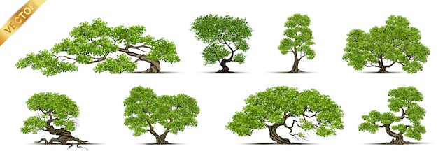 Premium Vector | Collection of tree