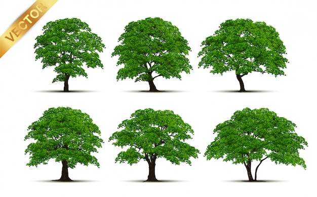 Collection of tree | Premium Vector