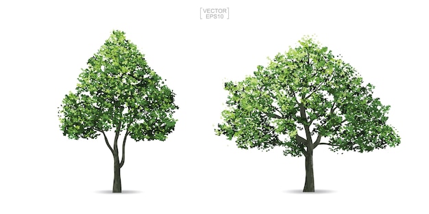Collection of tree. | Premium Vector