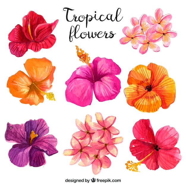 Download Collection of tropical flowers Vector | Free Download