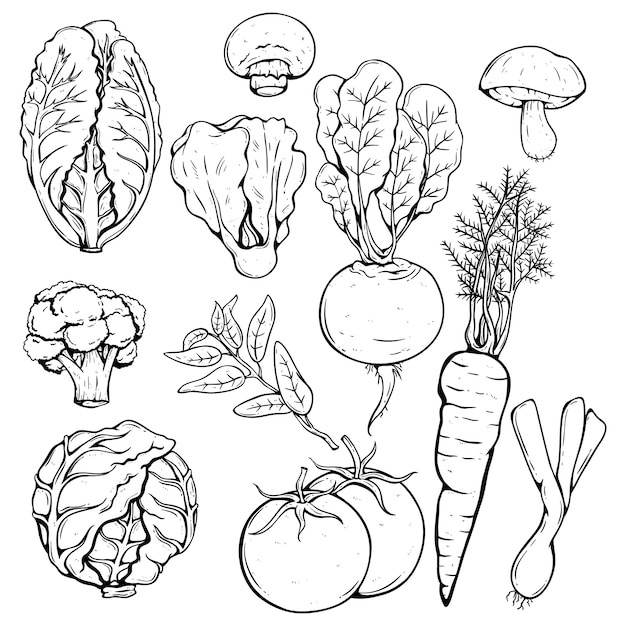 Premium Vector | Collection of various fresh vegetables using hand