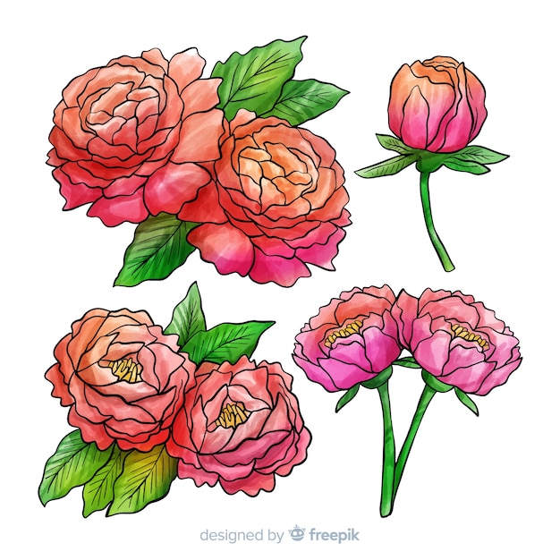 Collection of watercolor peony flowers | Free Vector