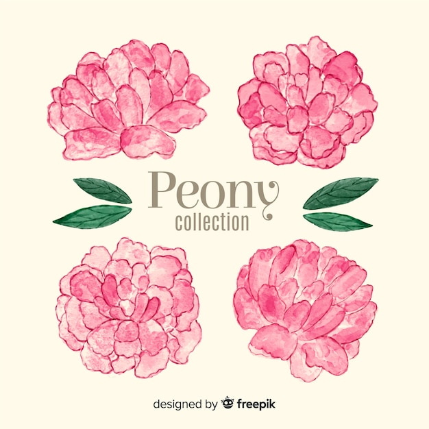 Collection of watercolor peony flowers | Free Vector