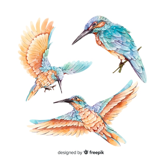 Free Vector Collection Of Watercolor Realistic Birds