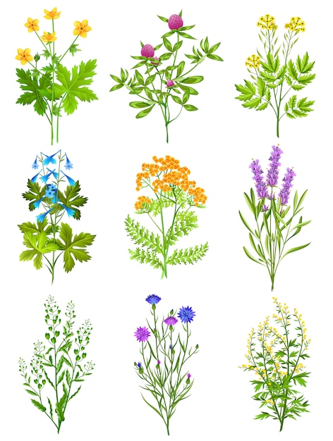 Download Collection of wild herbs | Free Vector