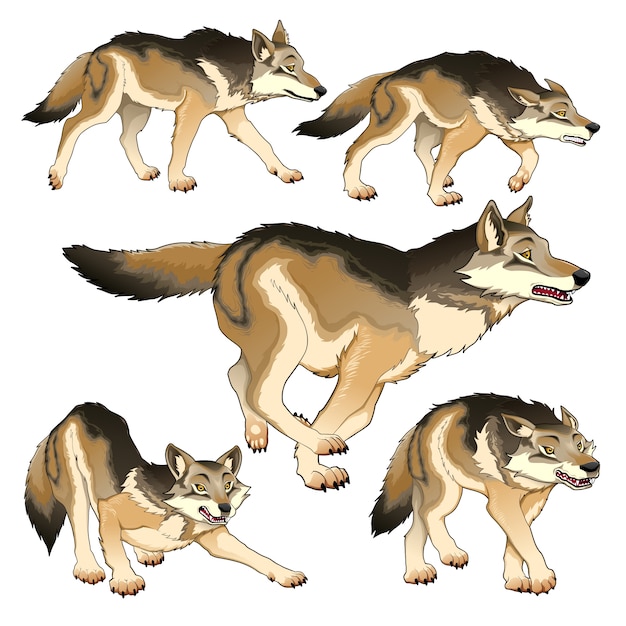 Premium Vector Collection of wolves in different poses