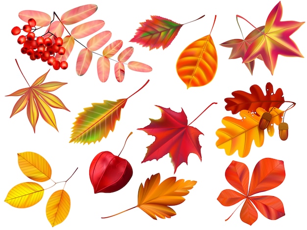 Premium Vector Color Autumn Leaves Fallen Leaves Colored Dry Leaf And Yellow Leaves Realistic Set