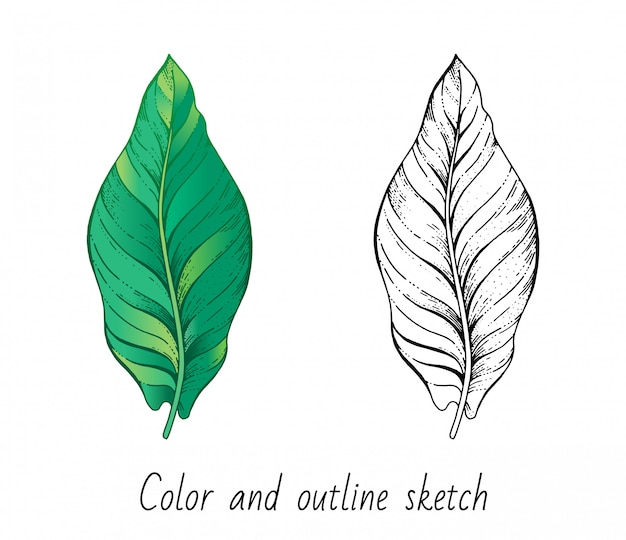 Premium Vector Color And Outline Sketch Banana Leaf Set