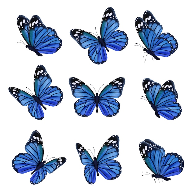 blue butterfly sketch