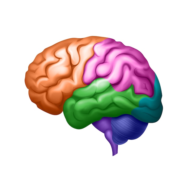 Premium Vector | Colored human brain divided into areas side view close up