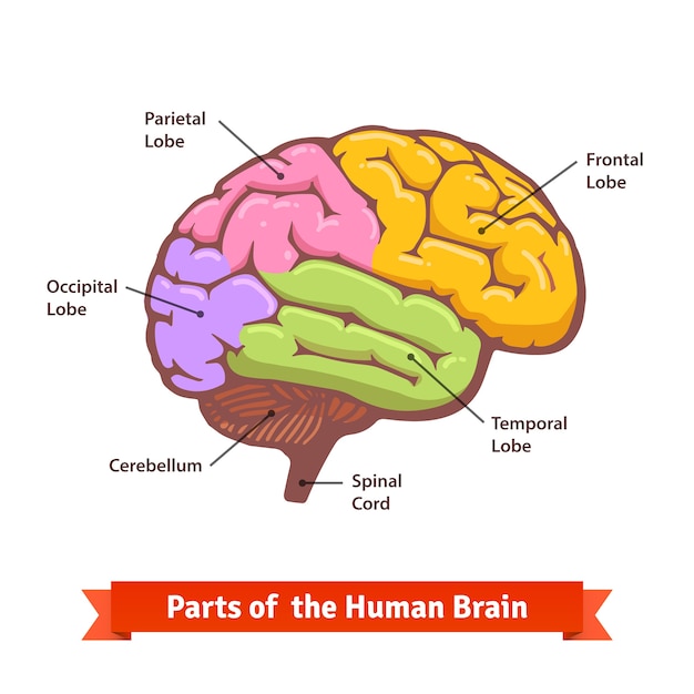 Free Vector Colored and labeled human brain diagram