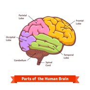 Free Vector Colored And Labeled Human Brain Diagram