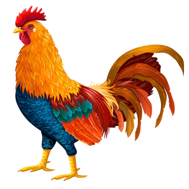 Free Vector Colored rooster.