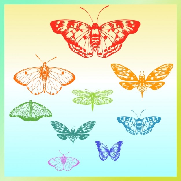 Download Colorful butterflies collection | Free Vector
