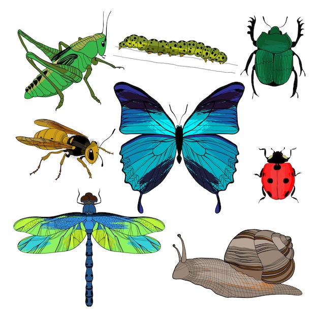 Free Vector | Colorful drawing insects collection